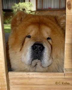 Chow chows for adoption best sale