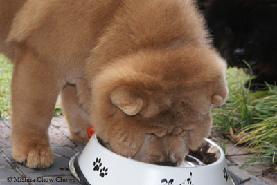 Chow chow puppy feeding guide hotsell