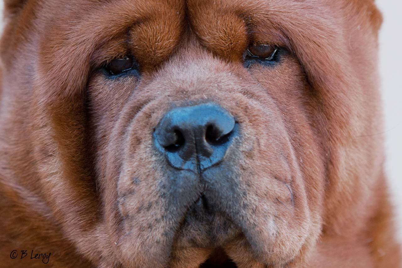 General Information featuring Chow Chows in South Africa