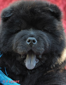 black tongue dog chow