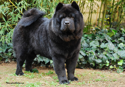 smooth blue chow chow