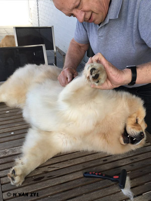 chow chow dog grooming