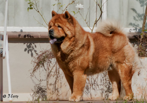 smooth coat chow chow breeders
