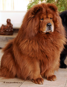 Parcel Pirat Sikker Chow Chow colours and coat types - Chow Chow Africa